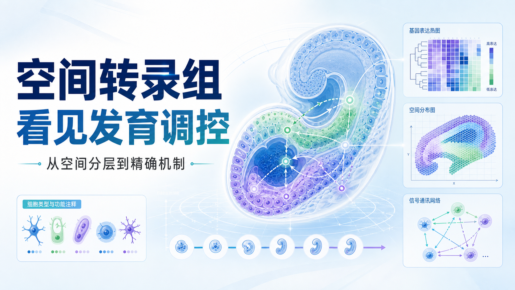 空间转录组技术解析组织器官发育的精确调控原理