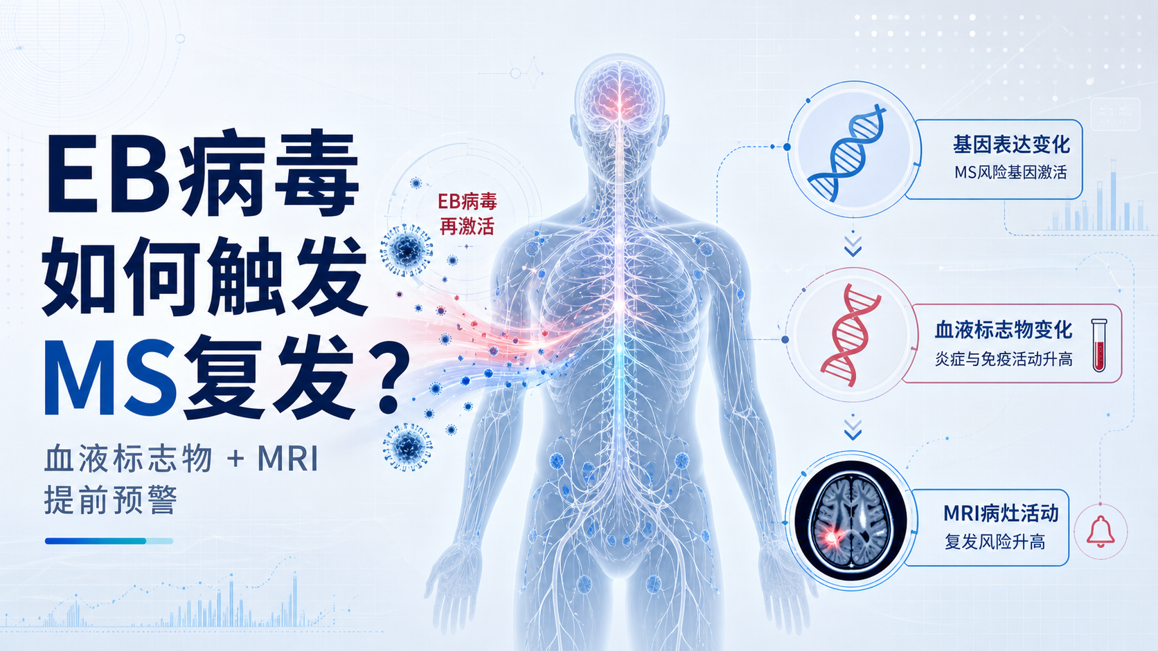 EB 病毒再激活"预告"多发性硬化症复发,Nature Medicine 揭示复发前 3 个月的免疫预警信号