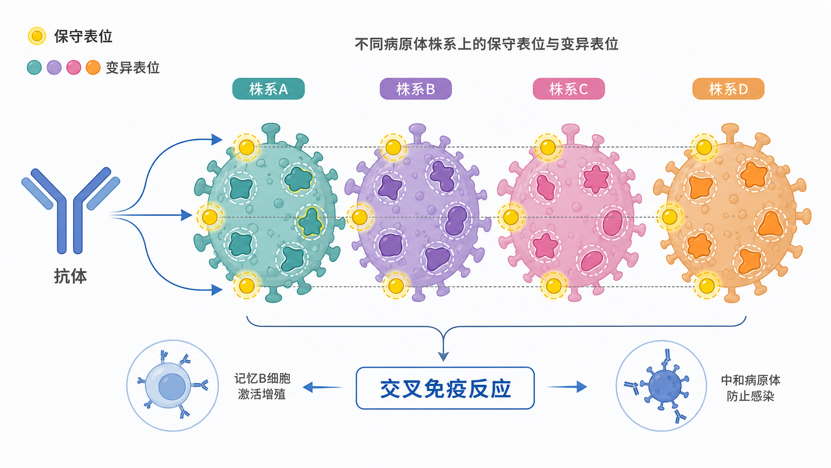 示意图展示不同病原体株系上的保守表位与变异表位，抗体识别后引发交叉免疫反应的机制图。