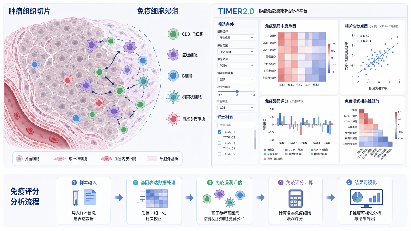 肿瘤组织切片与免疫细胞浸润示意图，旁边叠加TIMER2.0数据库界面与免疫评分分析流程图