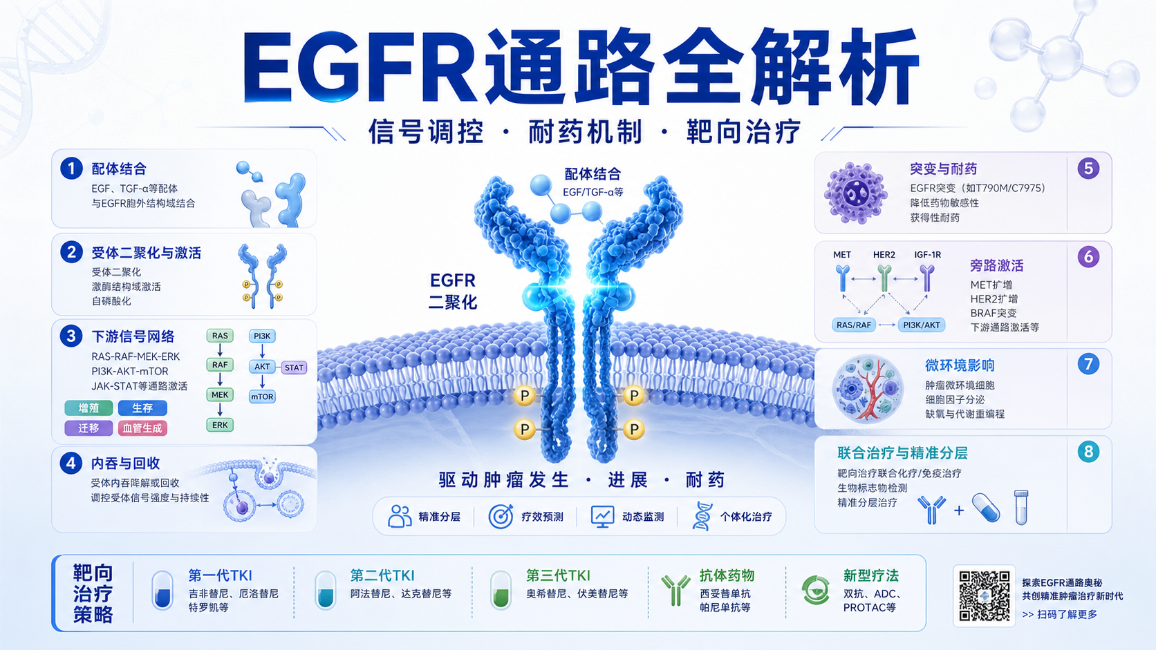 表皮生长因子通路调控机制及疾病治疗新策略