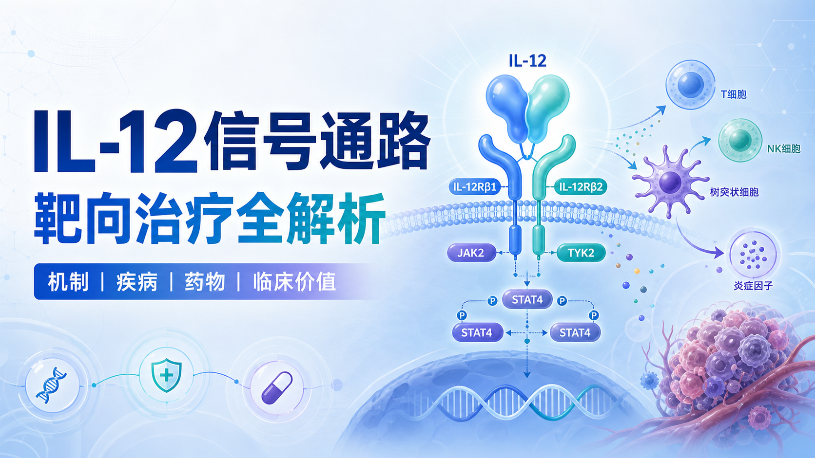 靶向IL-12信号通路:疾病治疗新策略
