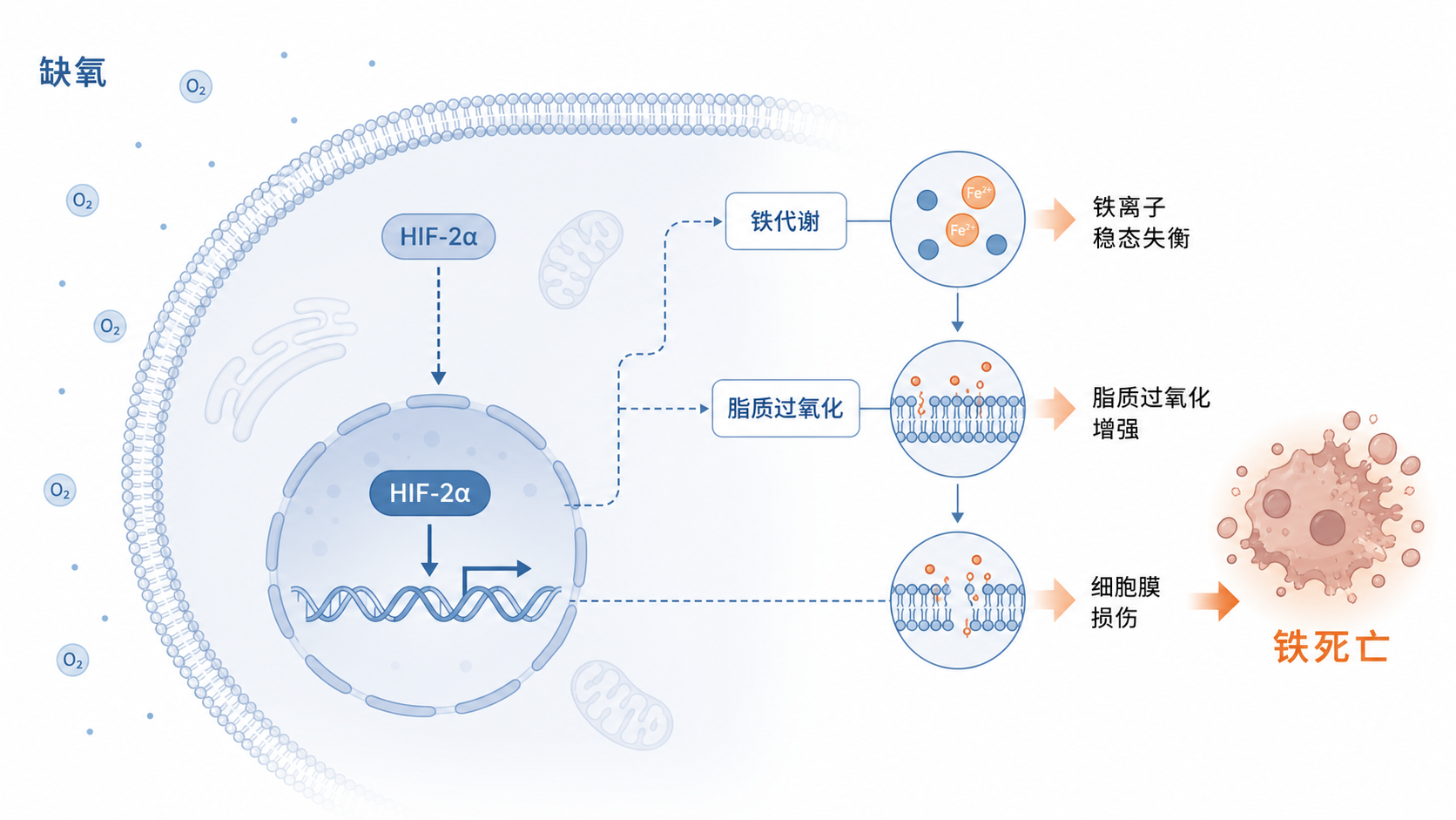 缺氧肿瘤微环境中，HIF-2α进入细胞核后调控铁代谢、脂质过氧化和铁死亡的示意图，画面简洁，适合综述封面。