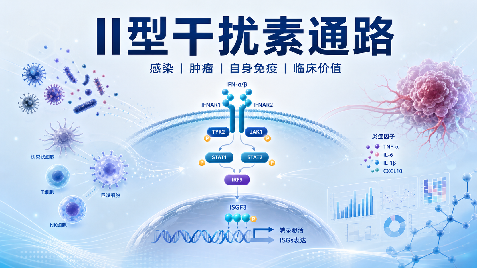 II型干扰素通路与疾病关联研究进展