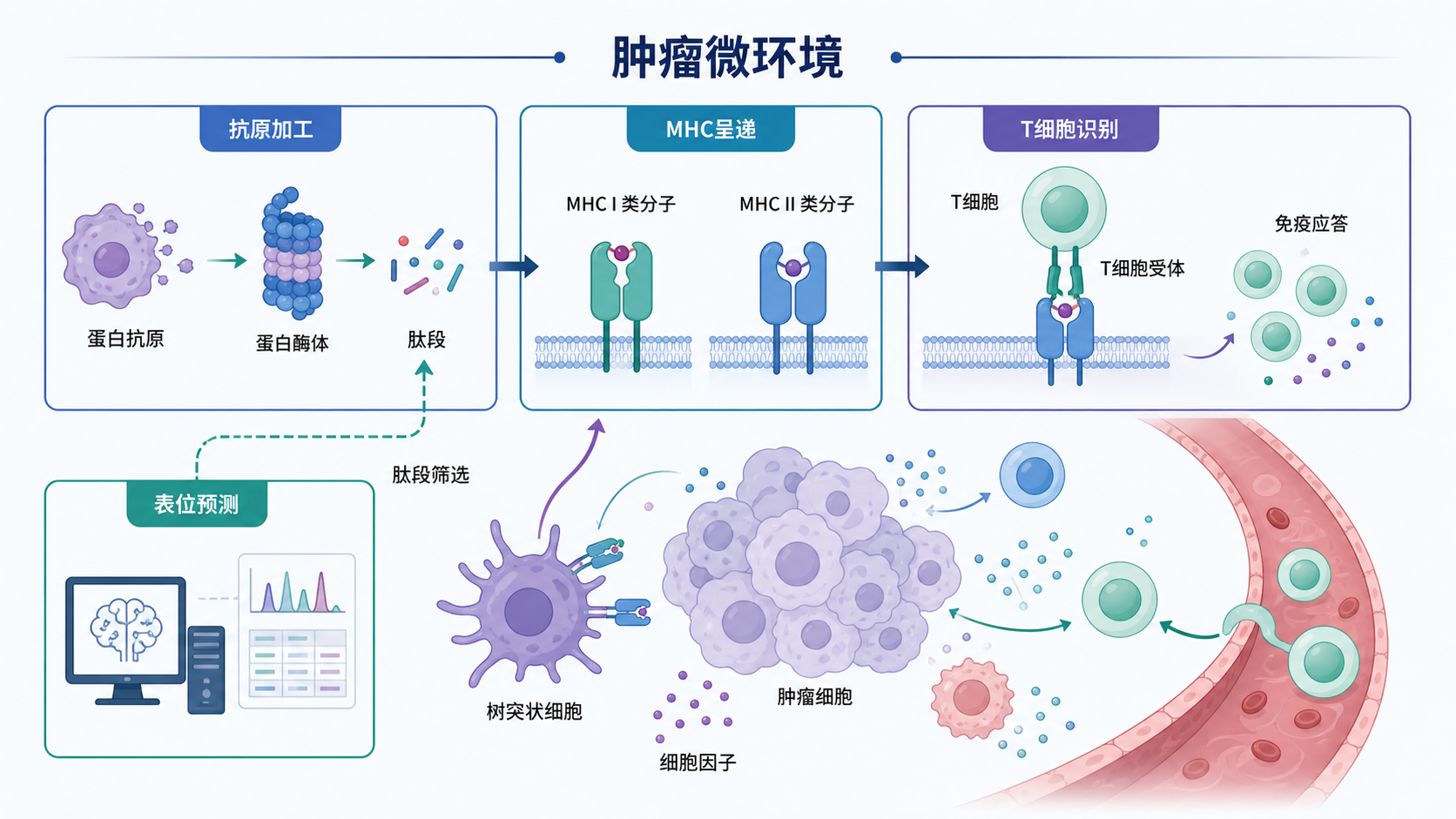 免疫治疗流程图,展示抗原加工、MHC呈递、T细胞识别与表位预测的关系,背景可加入肿瘤微环境示意图