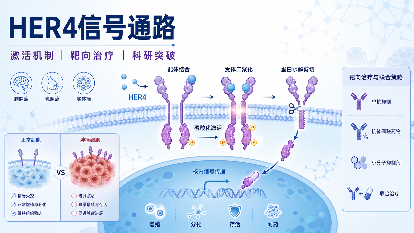 HER4信号通路激活机制及其靶向治疗研究突破