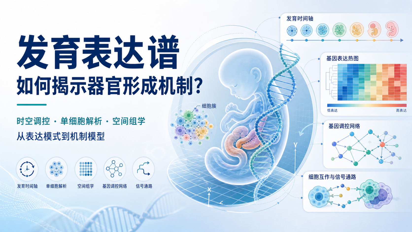发育表达谱揭示关键基因在器官形成中的时空调控机制