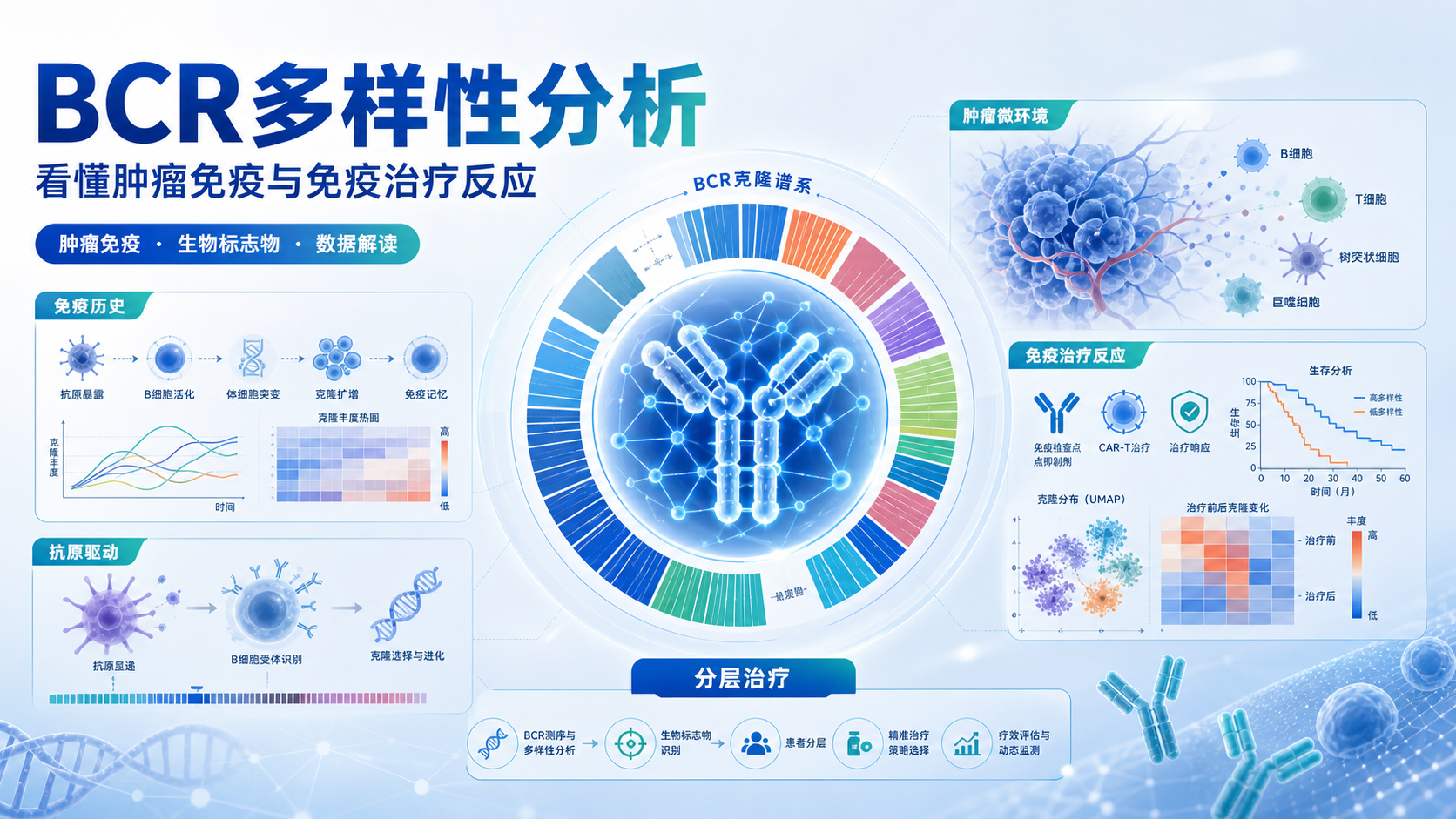 以BCR多样性为靶点的肿瘤免疫疗法新思路