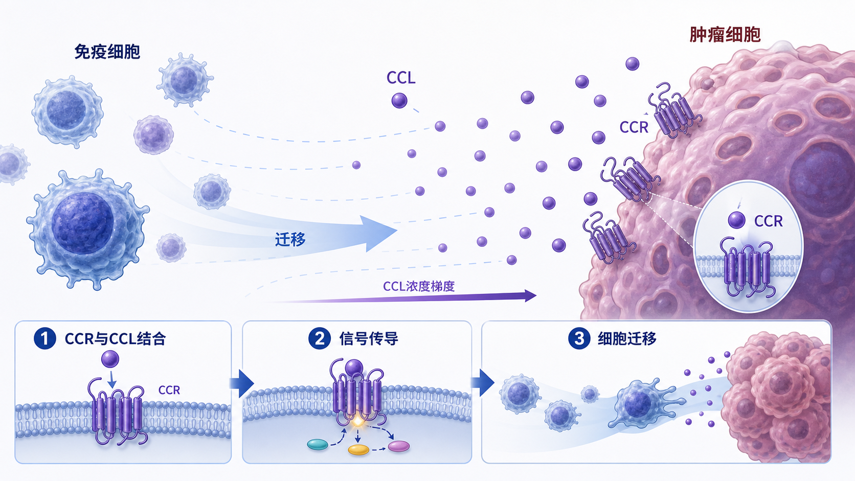 展示CCR受体、CCL配体、免疫细胞和肿瘤细胞之间相互通讯的示意图，突出趋化因子驱动的细胞迁移和微环境重塑