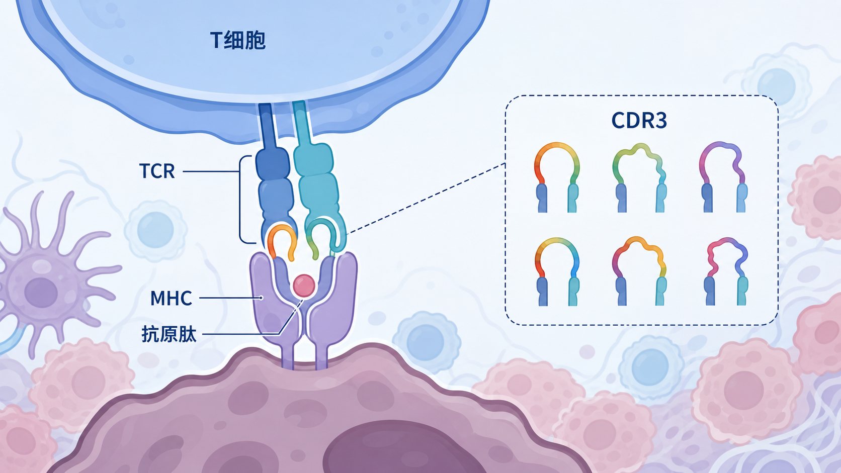 肿瘤组织中T细胞识别抗原的示意图,突出TCR与抗原-MHC结合,以及CDR3区域的高变异特征
