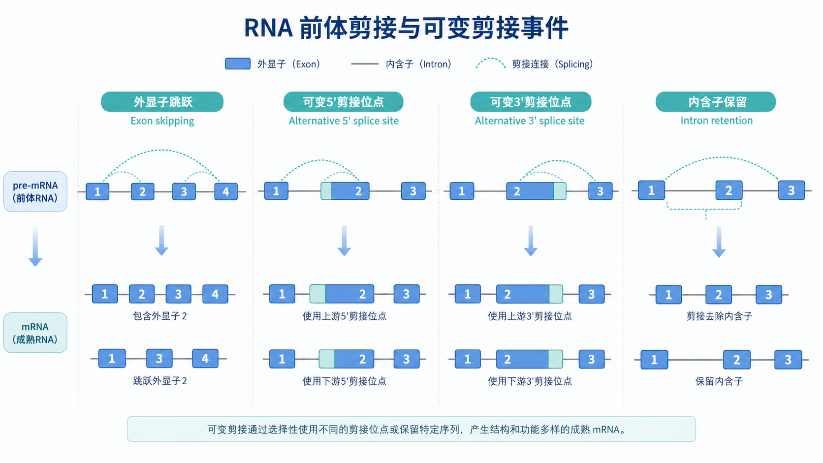 RNA前体剪接示意图，展示外显子跳跃、可变5'剪接位点、可变3'剪接位点、内含子保留等典型事件，并标注疾病相关应用场景。