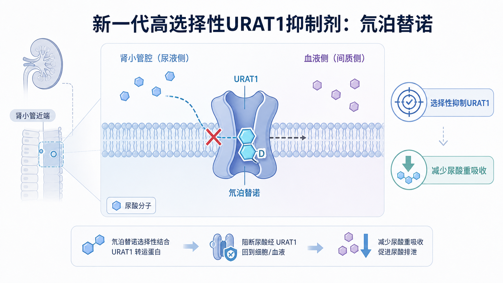2026年9月6日资讯,我国自主研发的新一代高选择性尿酸转运蛋白 1(URAT1)抑制剂氘泊替诺雷(AR882)中国关键性 III 期注册临床研究成功达到主要终点。数据显示,治疗 24 周时 75 mg 剂量组血清尿酸(sUA)<360 μmol/L 达标率高达 86.0%,显著优于非布司他 40 mg 组,且耐受性良好。凭借在 <300 μmol/L 与 <240 μmol/L 两个严格阈值上的深度达标,该药被认为具备从"单纯降尿酸"迈向"痛风石逆转"的潜力。