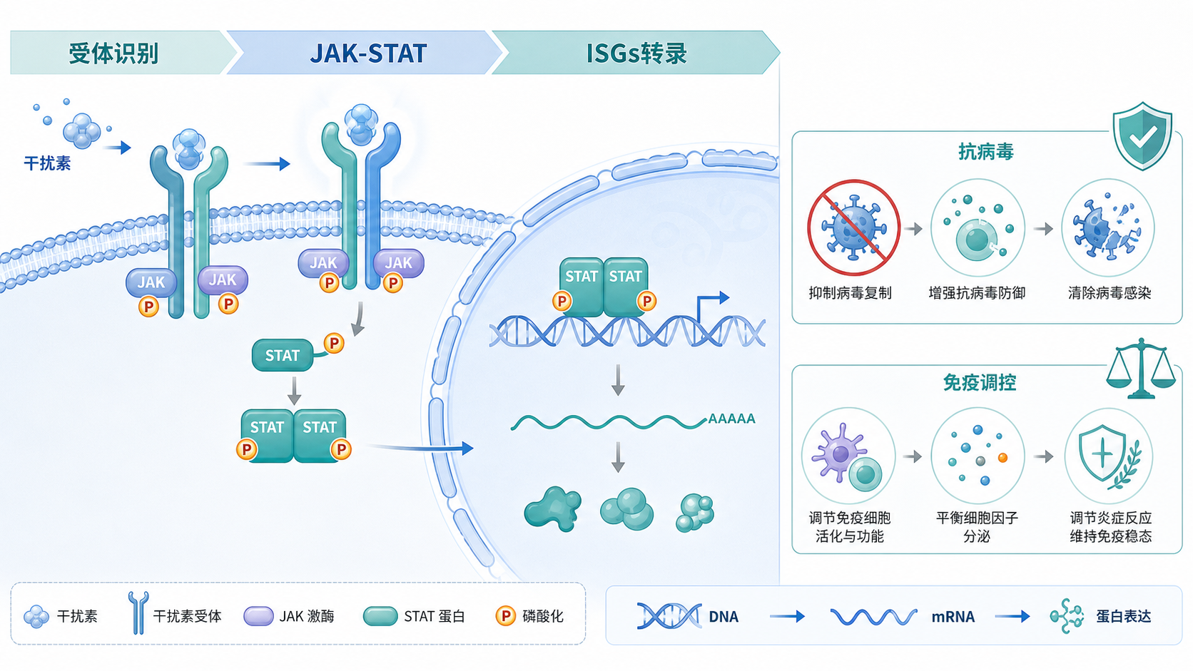 干扰素通路示意图,展示受体识别、JAK-STAT激活、ISGs转录以及抗病毒和免疫调控结果