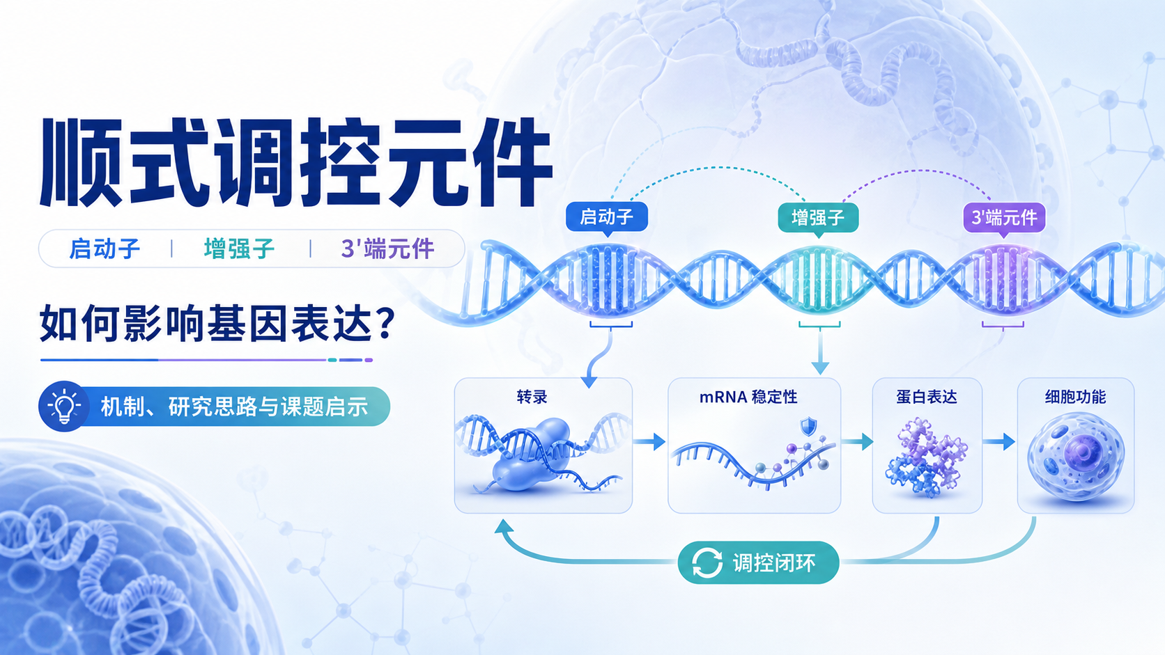 顺式调控元件在基因表达中的核心作用解析