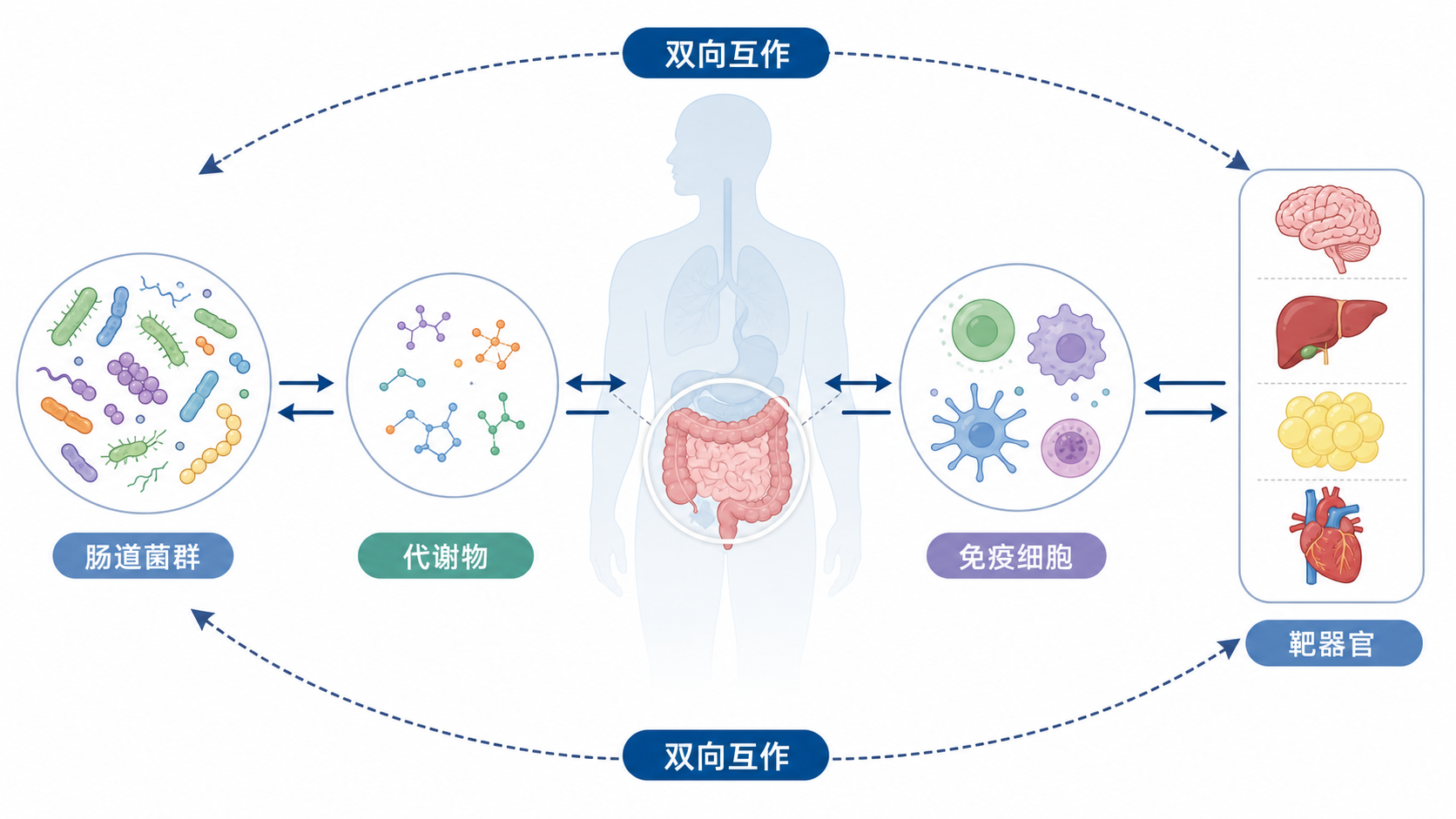 人体微生物组与宿主互作示意图,展示肠道菌群、代谢物、免疫细胞和靶器官之间的双向关系