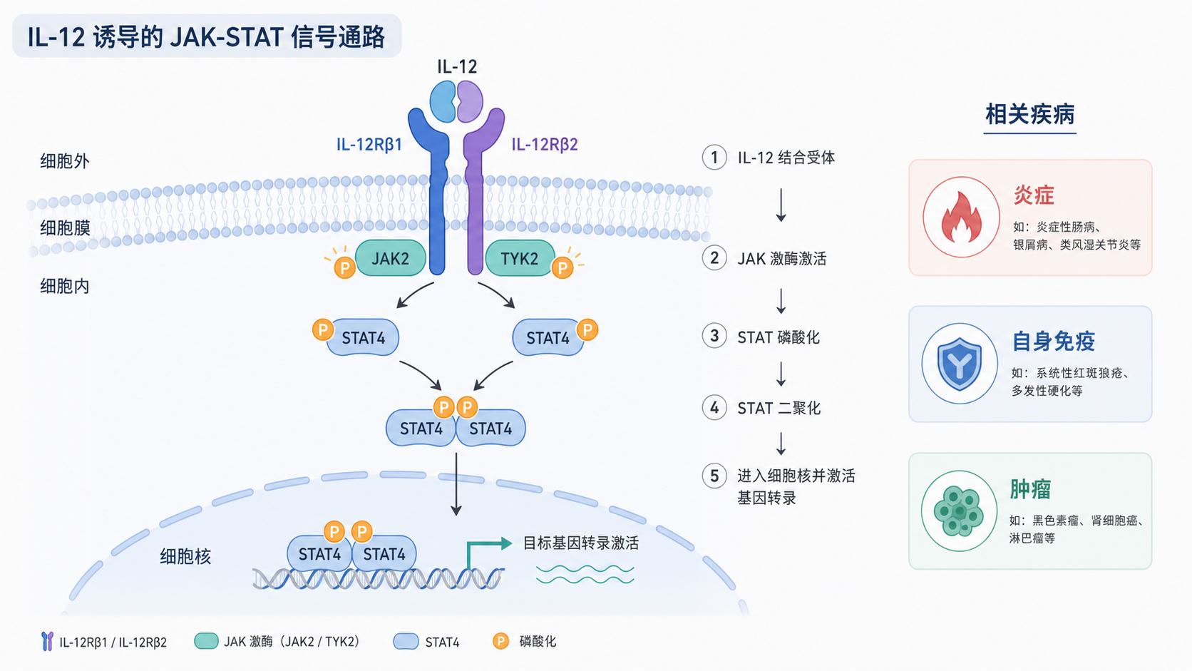 IL-12受体结合后激活JAK-STAT通路的示意图，旁边标注炎症、自身免疫和肿瘤相关疾病