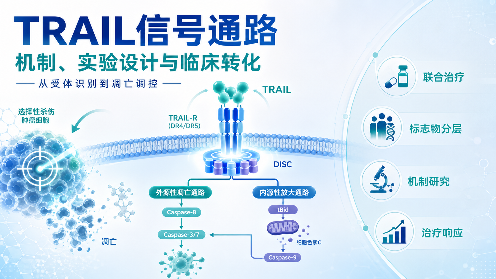TRAIL信号通路调控机制及其临床转化潜力分析