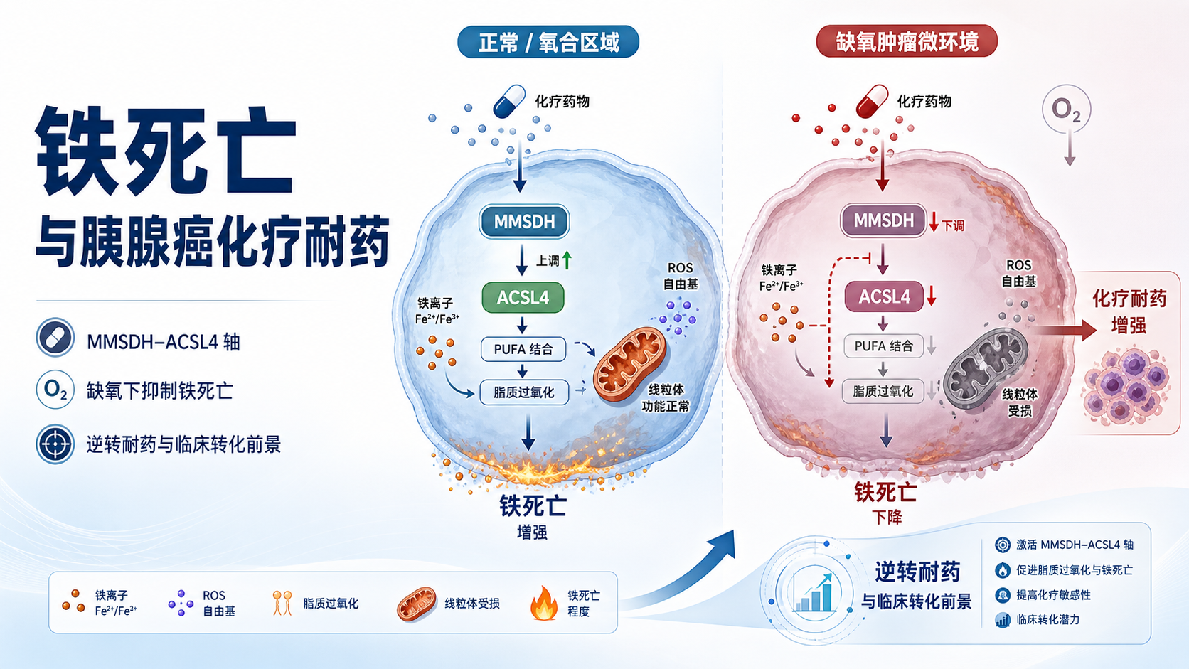 NatureCancer靶向缬氨酸代谢与铁死亡破解胰腺癌化疗耐药新机制