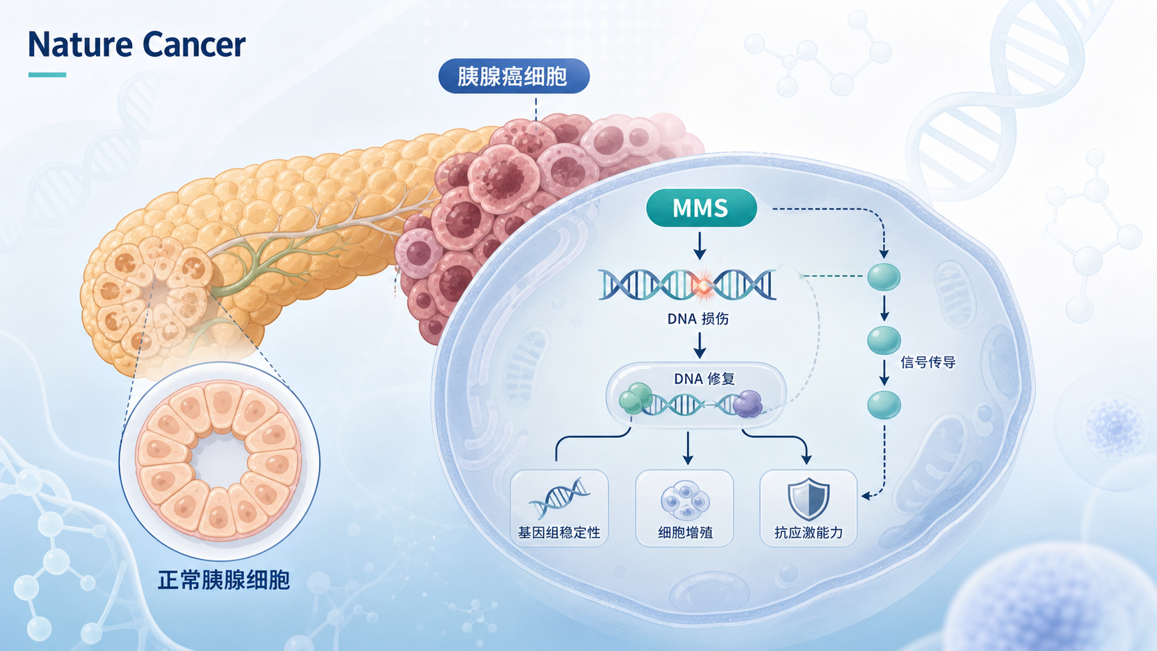 2026年9月14日资讯，《Nature Cancer》在线发表研究揭示，胰腺癌细胞通过 MMSDH–ACSL4 信号轴在缺氧条件下抑制铁死亡，从而抵抗化疗；靶向缬氨酸分解代谢关键酶 MMSDH 可逆转这一耐药。这一发现为难治性胰腺癌（PDAC）的联合治疗策略提供了新思路。