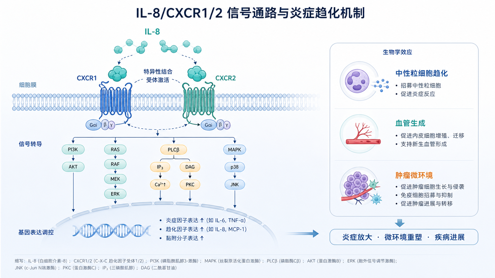IL-8与CXCR1/CXCR2结合后激活下游信号,旁边标注中性粒细胞趋化、血管生成、肿瘤微环境重塑的机制示意图