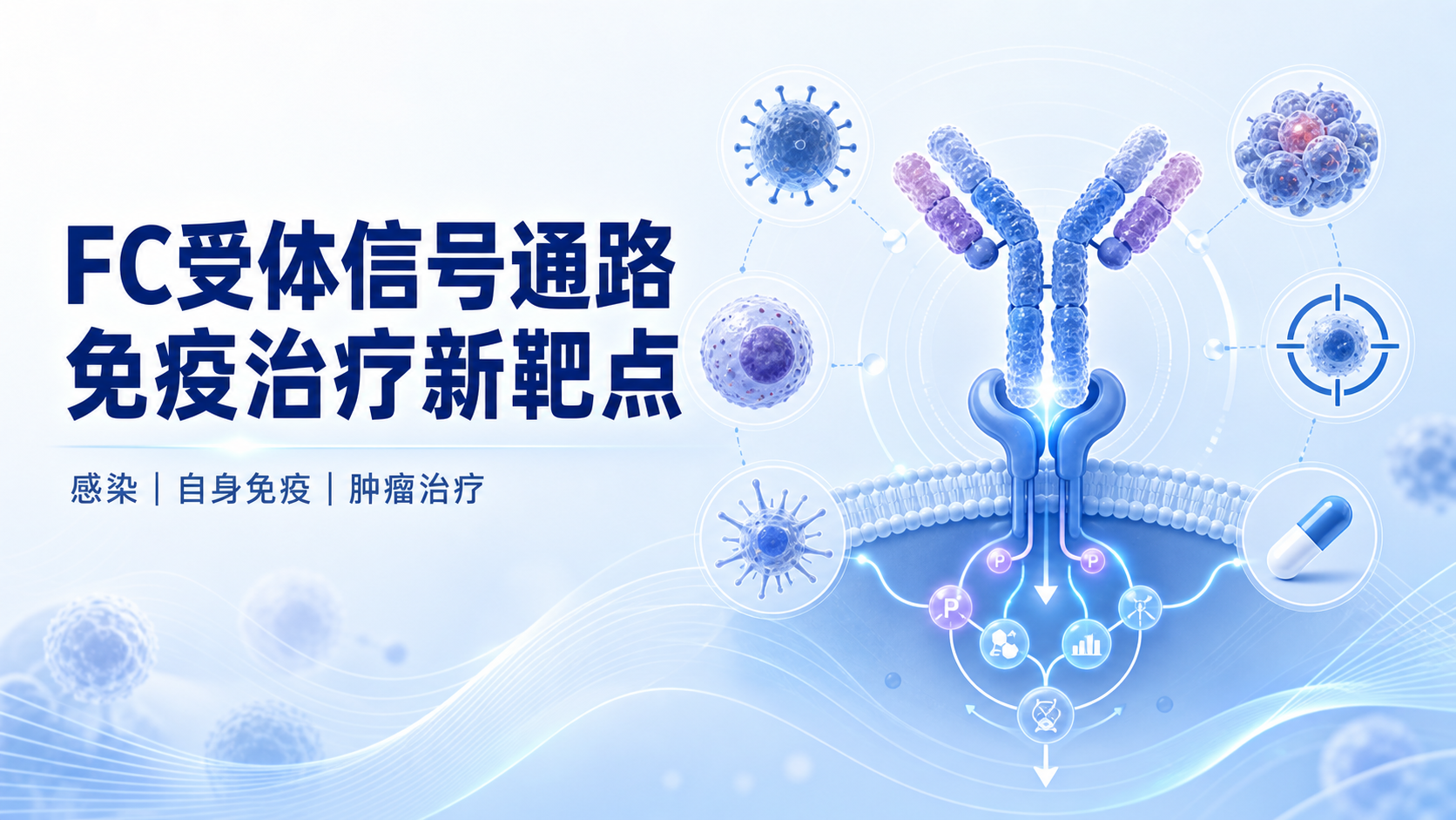 Fc受体信号通路在疾病治疗中的新靶点