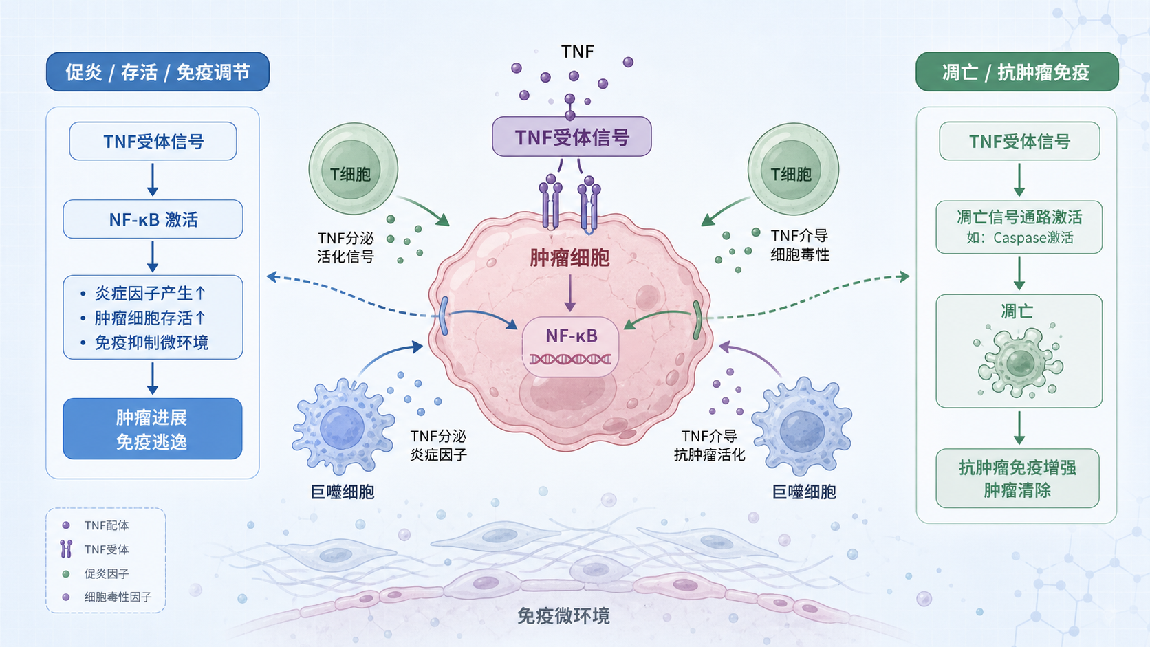 肿瘤微环境中TNF受体信号双向作用示意图,包含T细胞、巨噬细胞、肿瘤细胞与NF-κB、凋亡、免疫逃逸等路径。