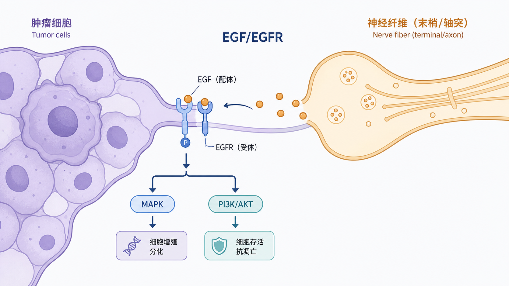 肿瘤细胞与神经纤维相互接触的示意图，中央标注EGF/EGFR通路、下游MAPK和PI3K/AKT信号，旁边配有靶向药物与临床转化箭头