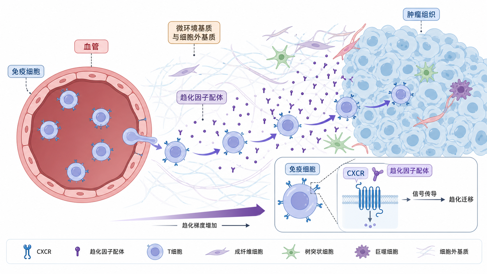 肿瘤微环境示意图，展示CXCR与趋化因子配体相互作用，免疫细胞从血管进入肿瘤组织的路径，配以T细胞、髓系细胞和肿瘤细胞图标。