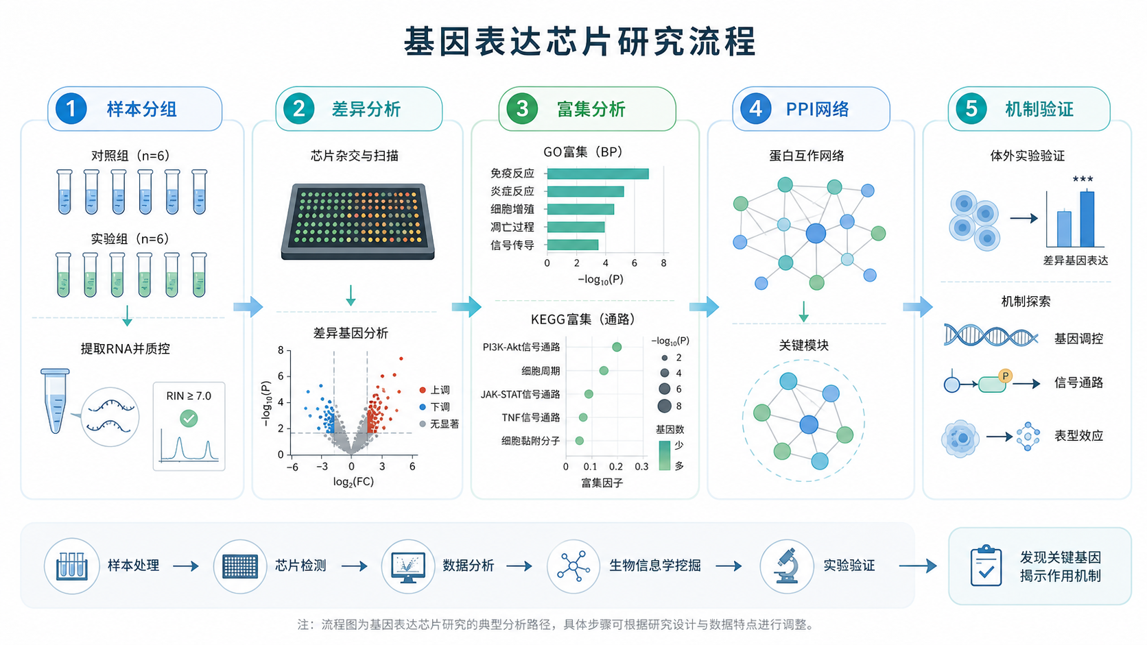 基因表达芯片研究流程示意图，包含样本分组、差异分析、富集分析、PPI网络和机制验证五个环节，风格简洁专业。