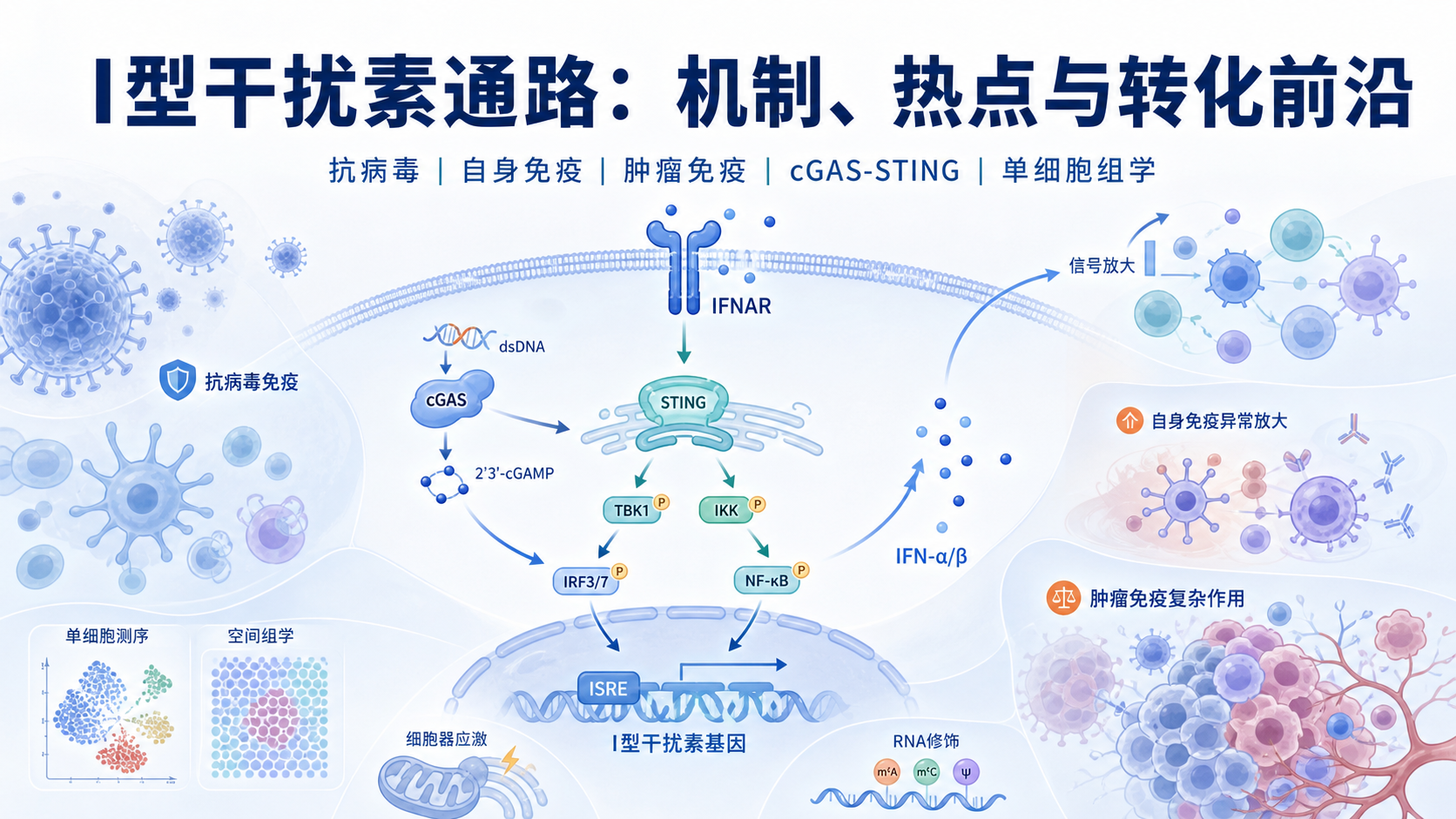 I型干扰素通路研究进展与前沿突破