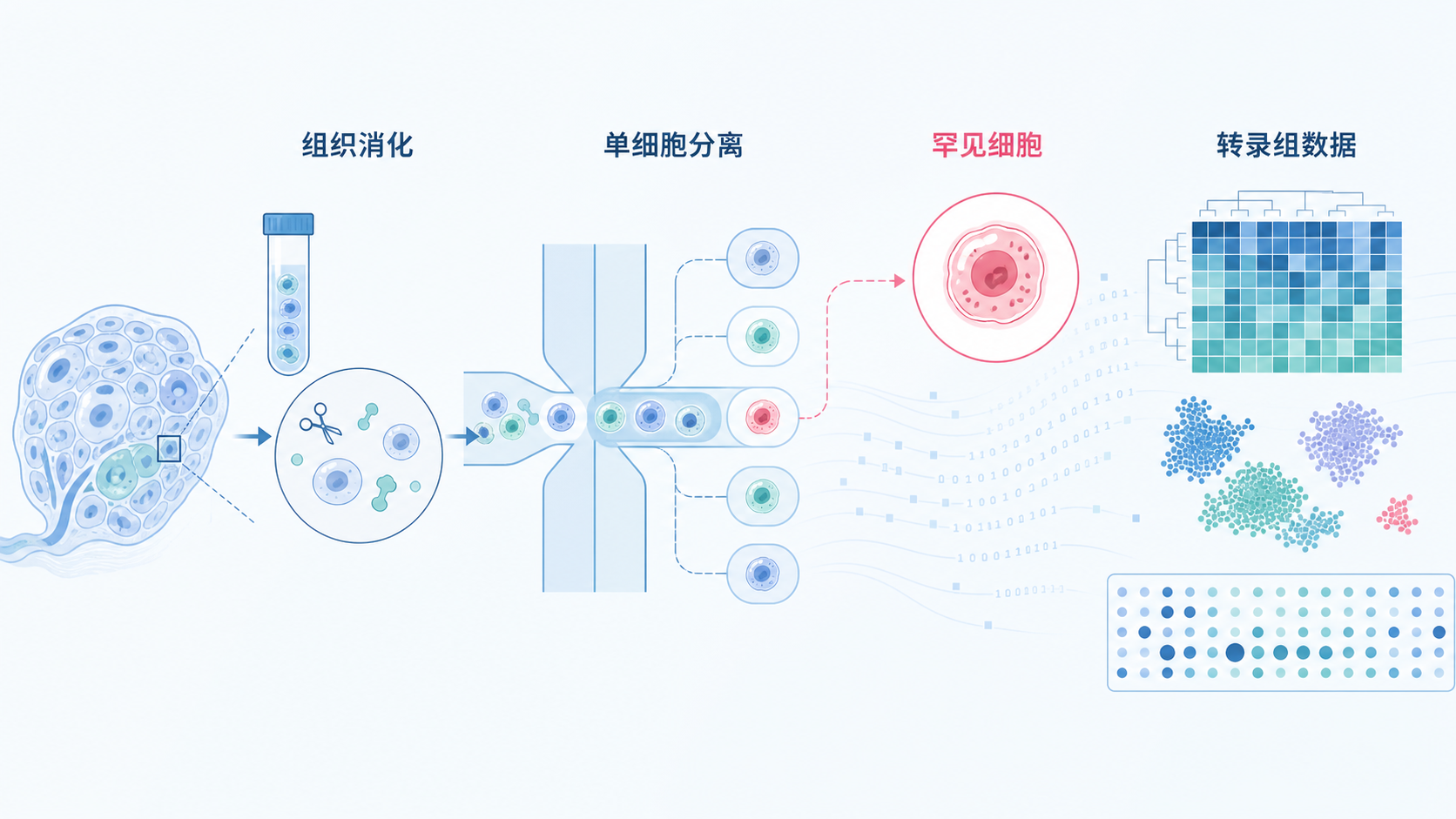 单细胞测序流程示意图,显示组织消化后分离出不同细胞,其中少数罕见细胞被高亮标记,背景为转录组数据热图和聚类图。