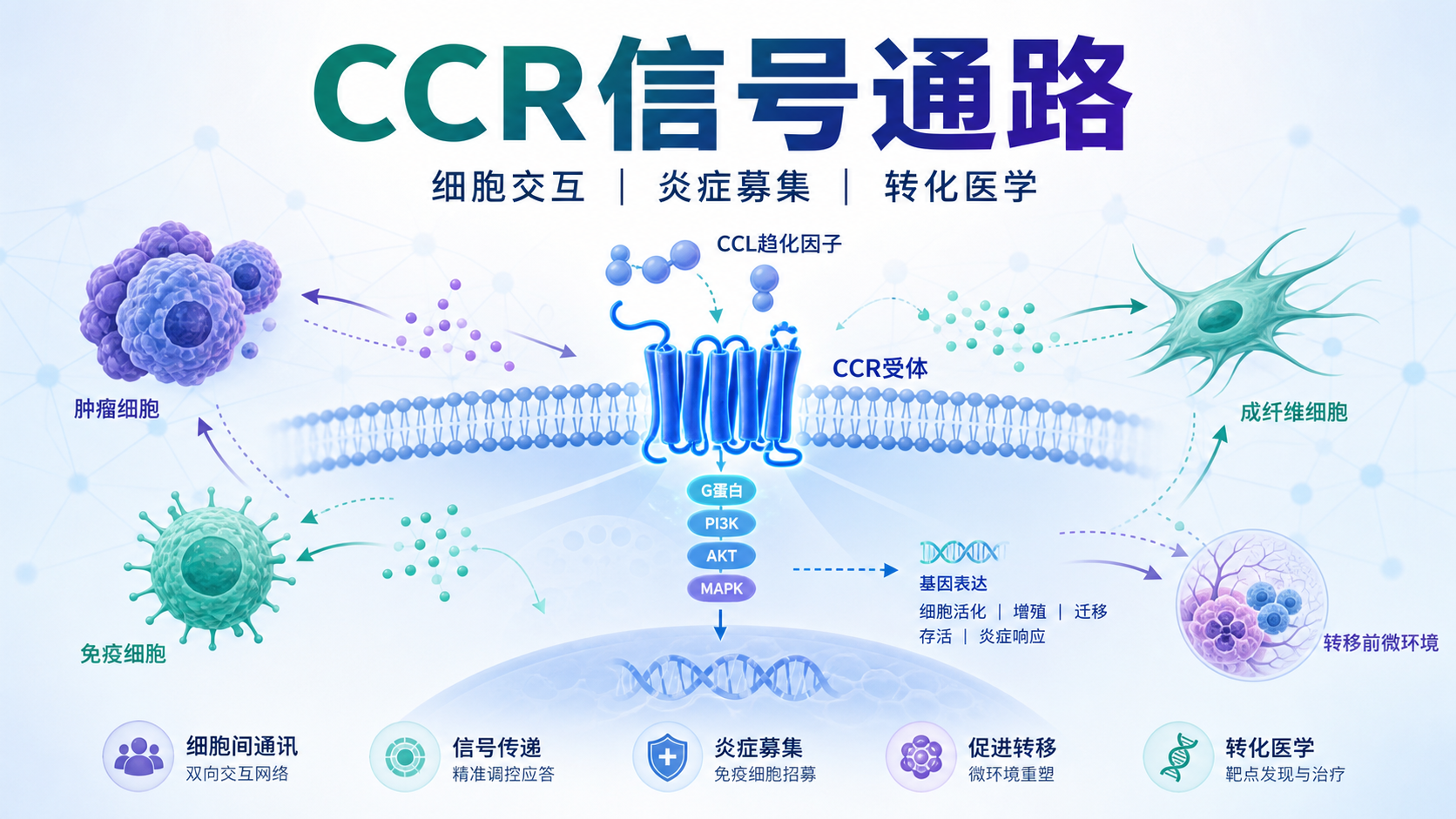 CCR信号通路介导的细胞交互机制及其转化医学前景