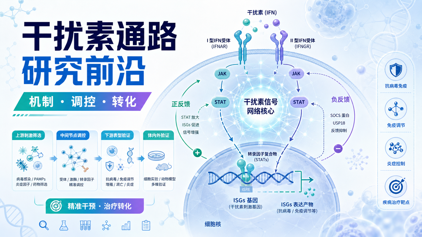 干扰素通路调控机制揭秘：生物医学研究前沿热点