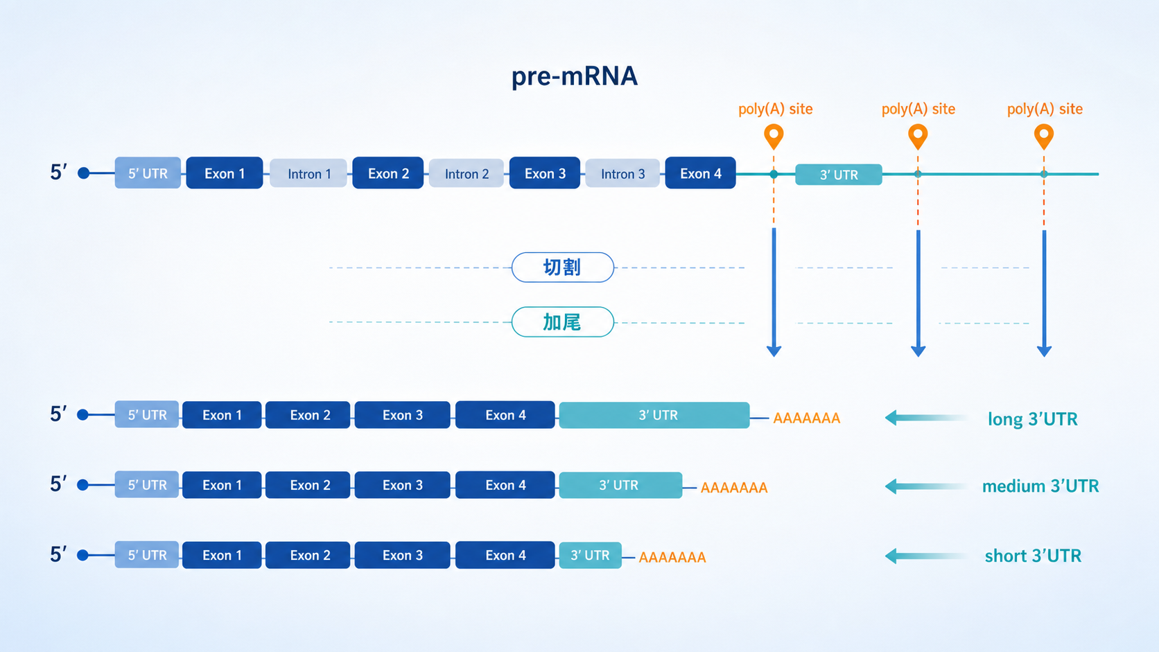 示意图展示pre-mRNA经过不同poly(A)位点切割后形成长短不同的mRNA 3'UTR，并影响蛋白表达、细胞定位和降解路径