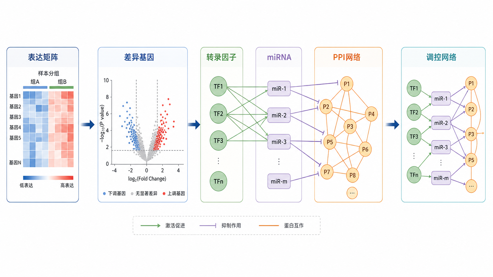 转录组差异基因、转录因子、miRNA、PPI网络串联成一张流程示意图，突出从表达矩阵到调控网络的分析路径