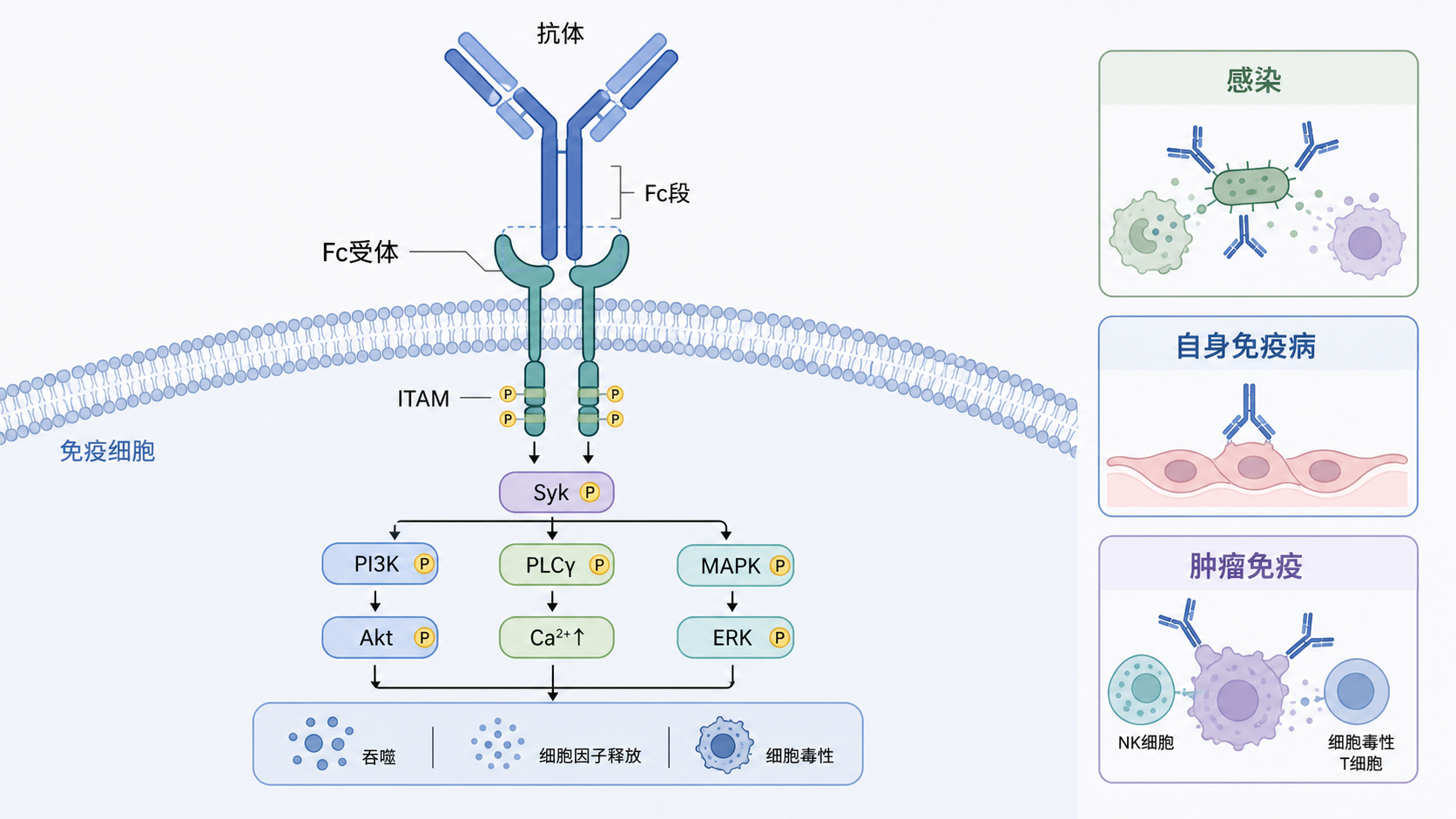 免疫细胞表面Fc受体与抗体结合后触发信号传导的示意图，旁边标注感染、自身免疫病、肿瘤免疫三类应用场景