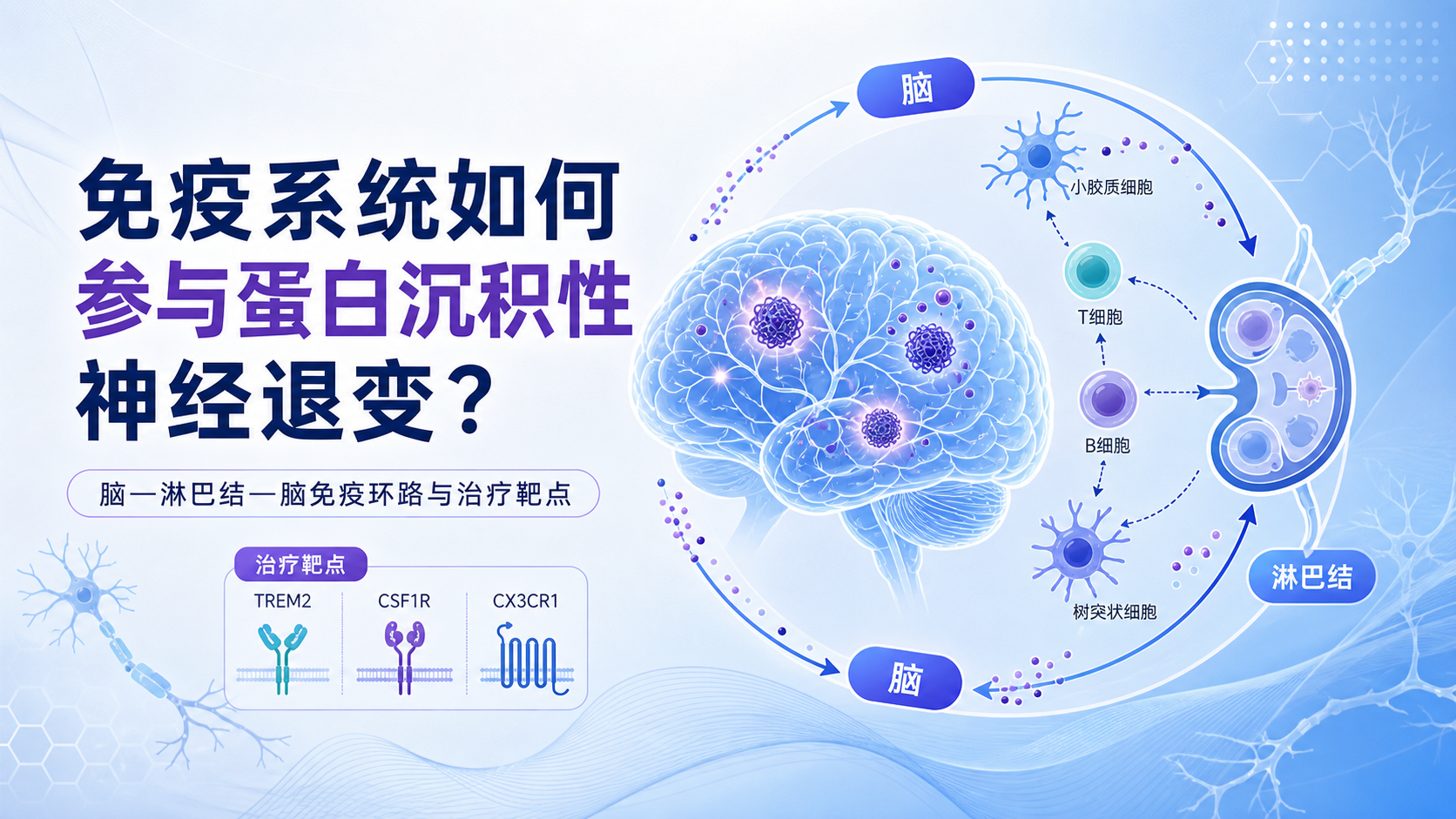 ‎每日资讯速递2026-09-03｜NatureNeuroscience外周树突状细胞启动CD8T细胞加剧tau神经退变