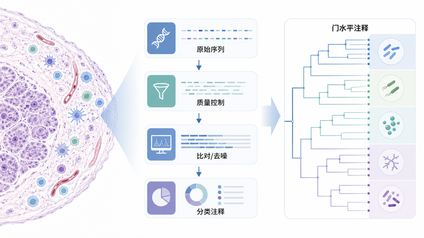 肿瘤组织切片、微生物测序流程图、门水平分类树状结构示意图，突出从原始序列到门水平注释的分析路径
