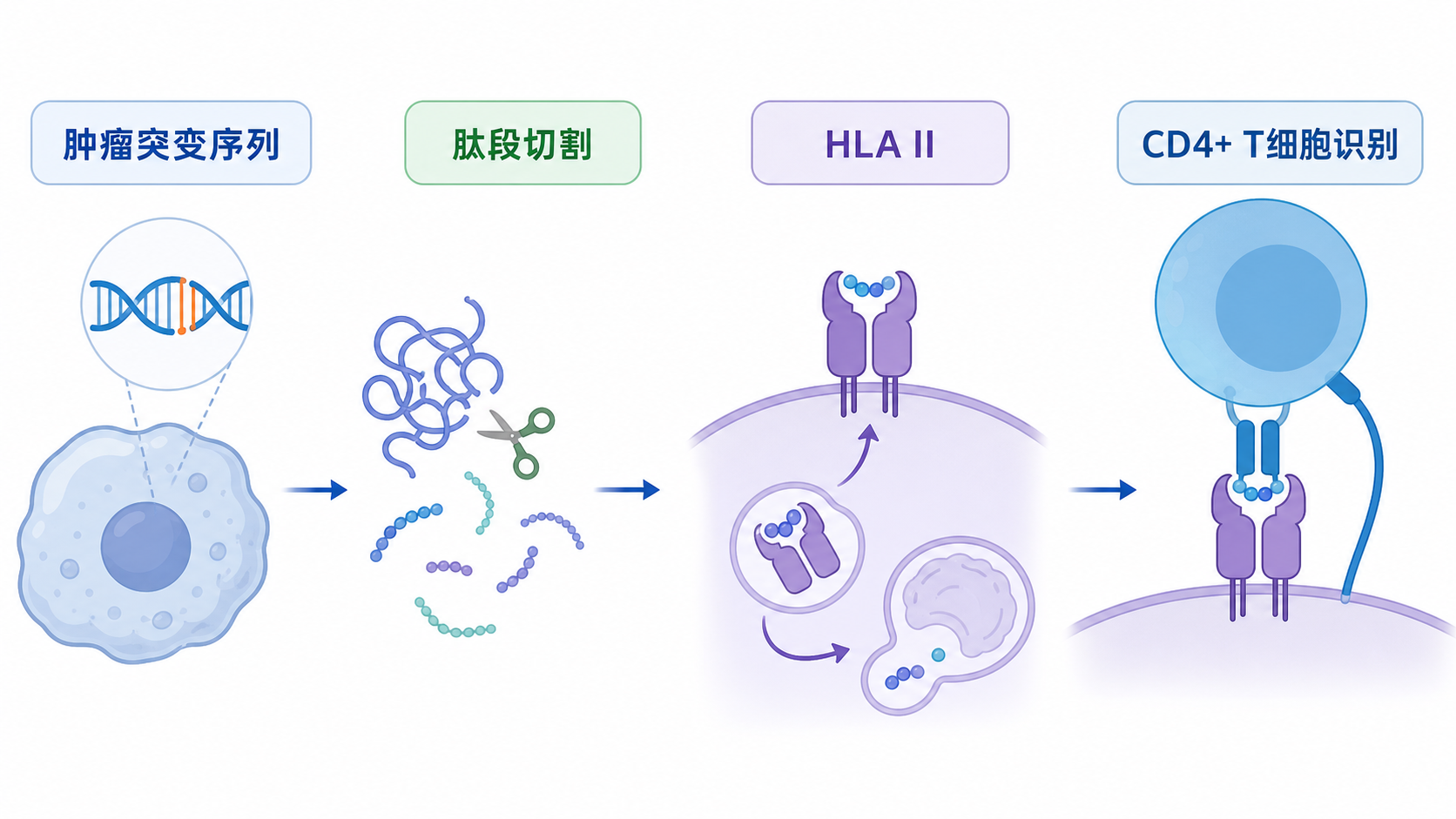 一张示意图，展示肿瘤突变序列经过肽段切割、与HLA II类分子结合、再被CD4+ T细胞识别的完整流程。
