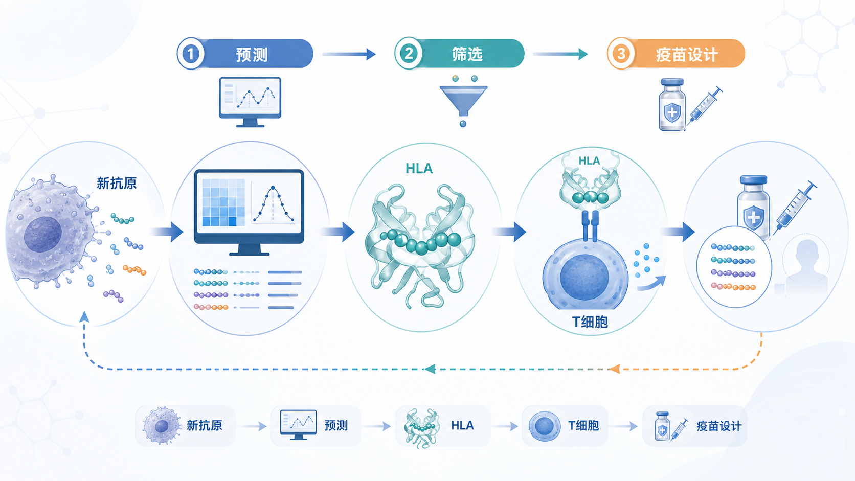 肿瘤细胞释放新抗原，HLA分子与肽段结合后呈递给T细胞的示意图，突出“预测-筛选-疫苗设计”流程