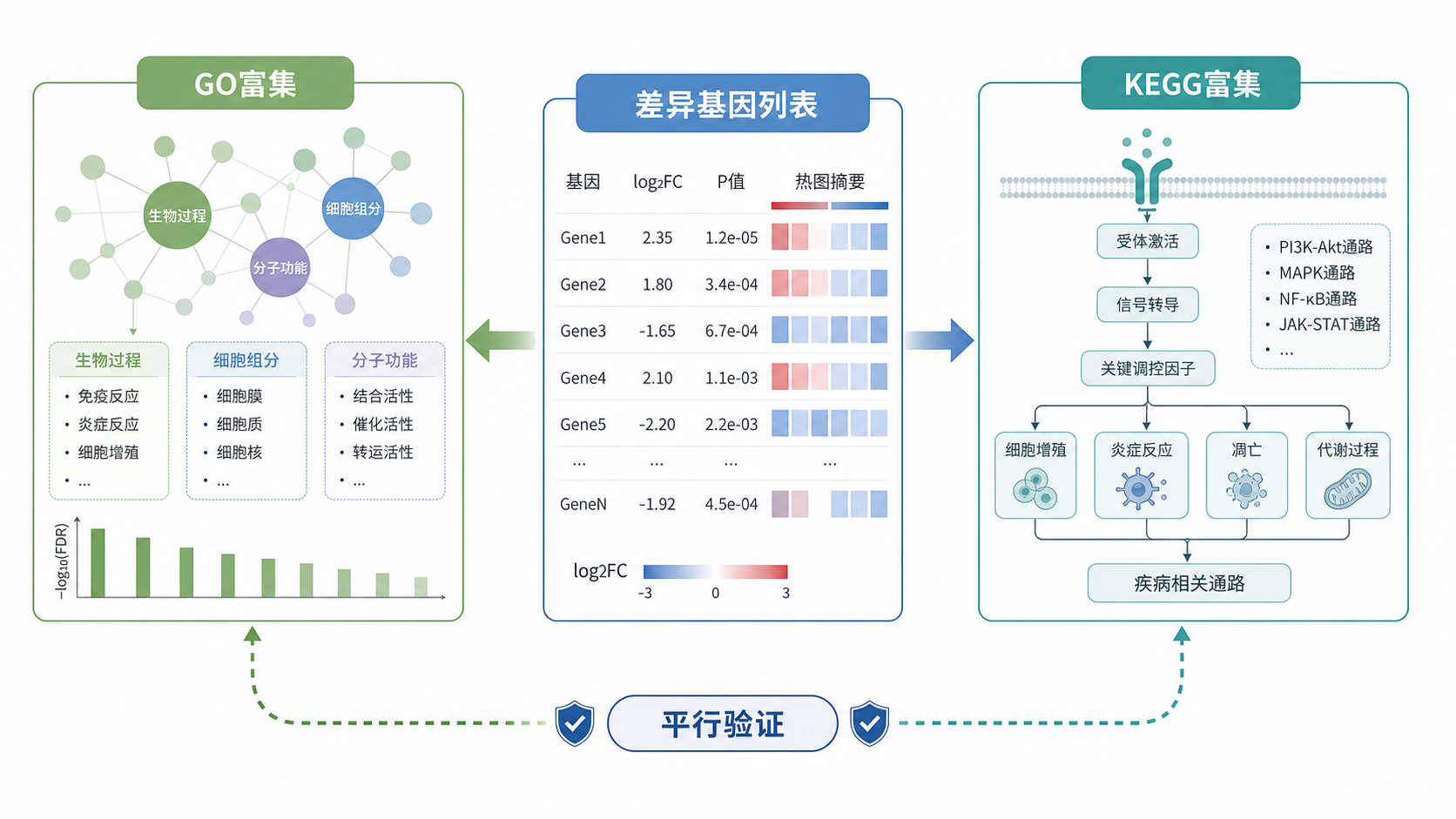 生信分析流程示意图，左侧为GO富集，右侧为KEGG富集，中间为差异基因列表，突出“平行验证”概念。