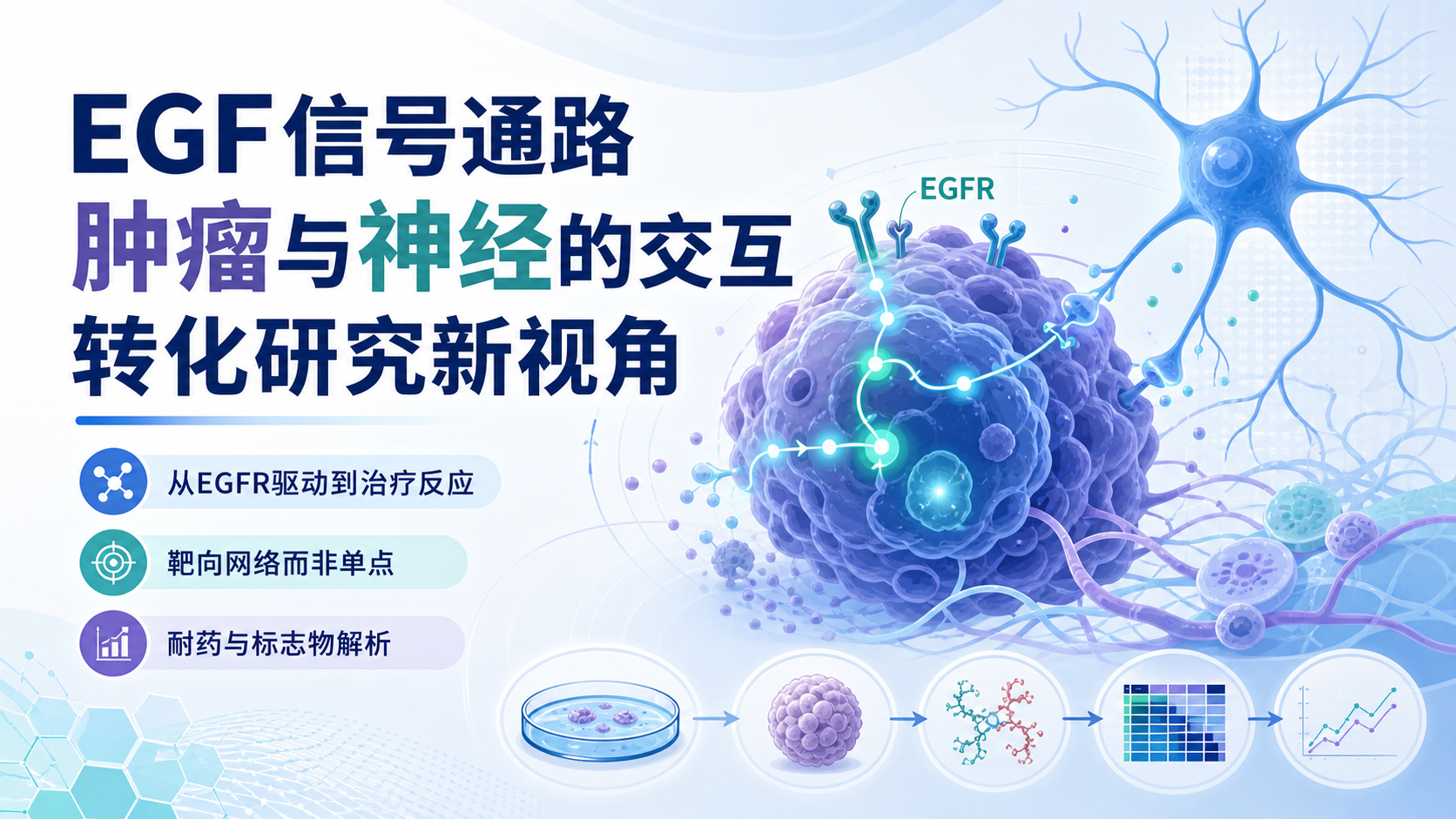 靶向EGF信号通路:肿瘤神经交互的转化前景
