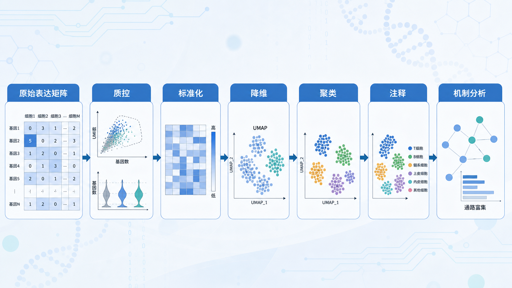 单细胞测序分析流程示意图，展示从原始表达矩阵到聚类、降维、注释、机制分析的完整路径，背景为UMAP或tSNE图。