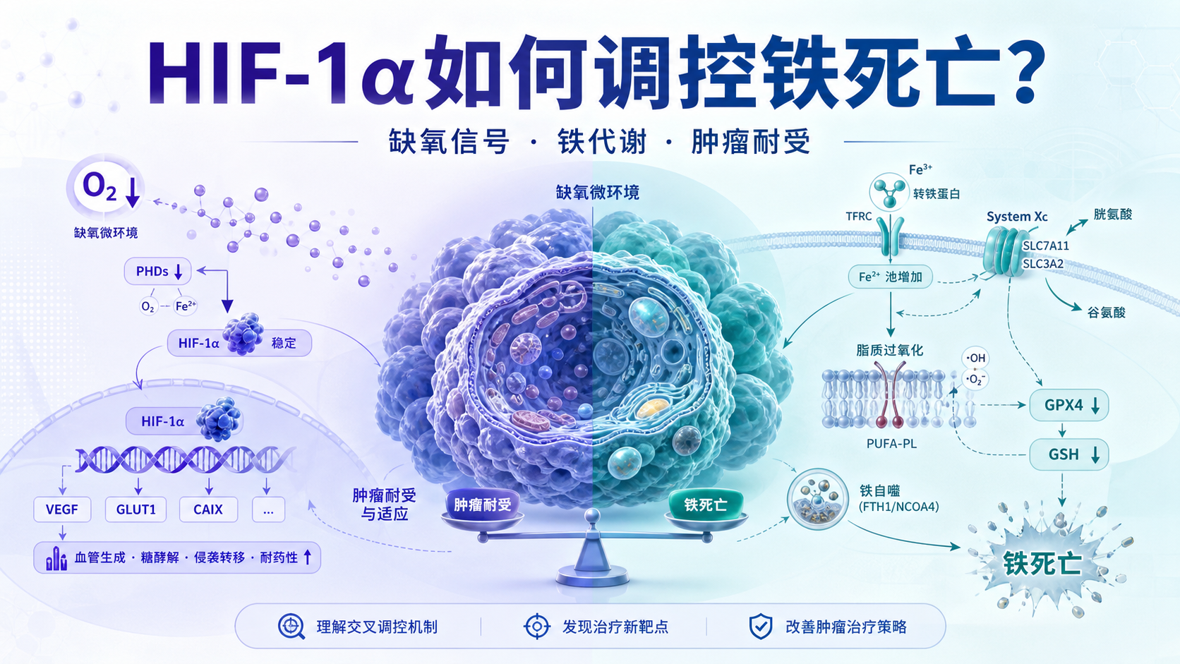 HIF-1α信号通路与铁死亡交叉调控的研究进展