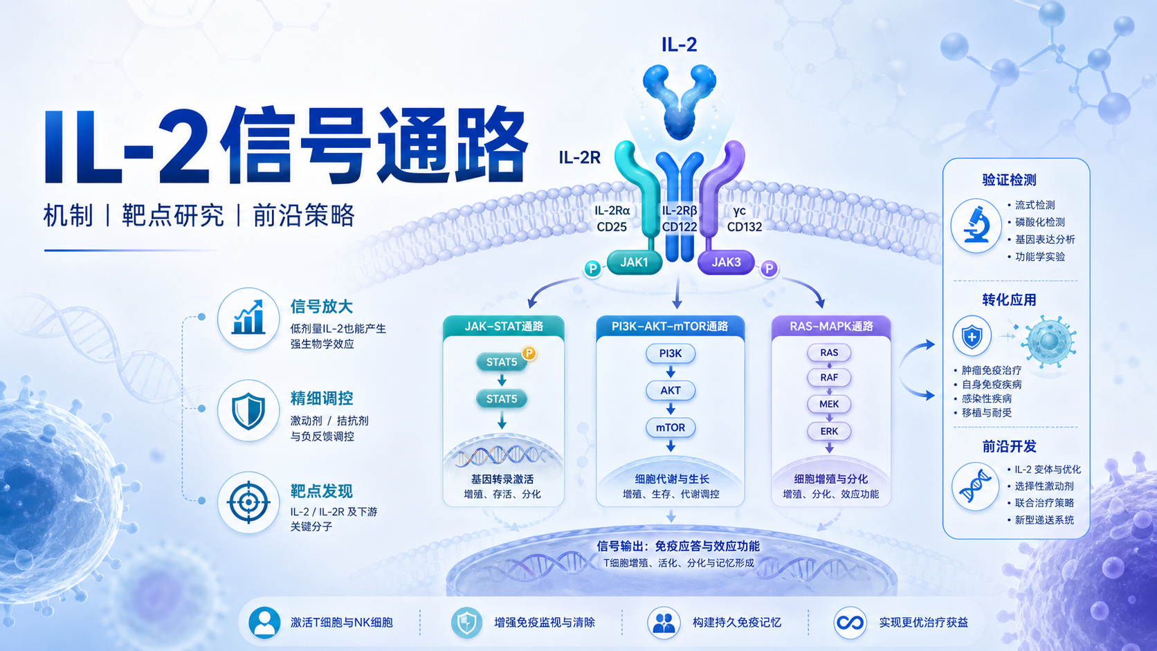 靶向IL-2信号通路：前沿研究与药物开发
