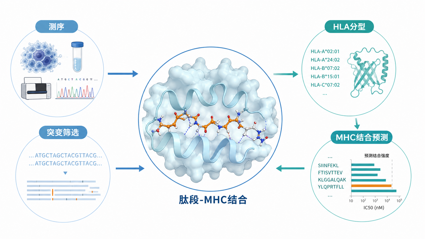 肿瘤新抗原从测序、HLA分型到MHC结合预测的流程示意图，突出肽段与MHC分子结合的结构模型