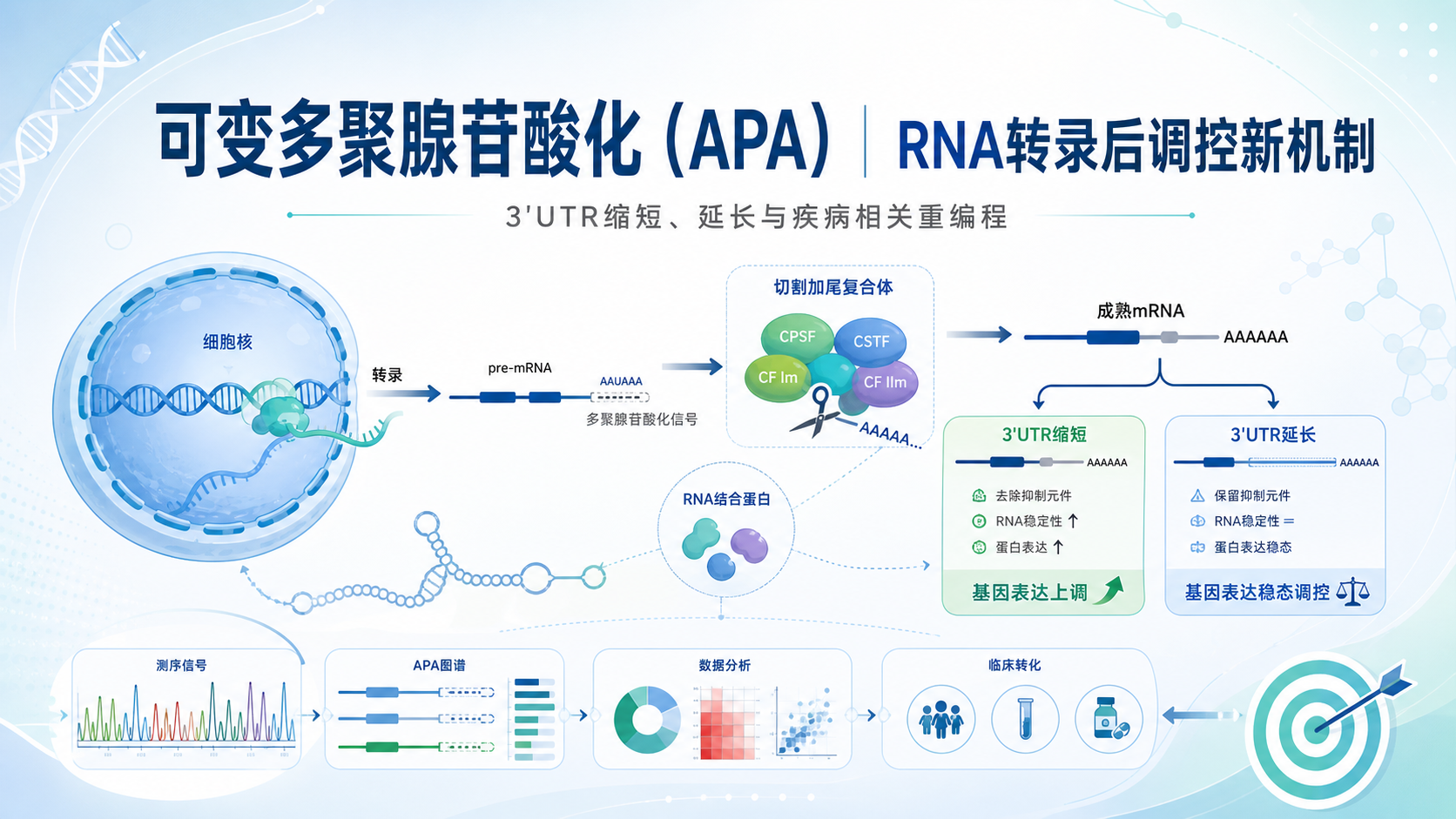 探索可变多聚腺苷酸化在基因表达中的角色