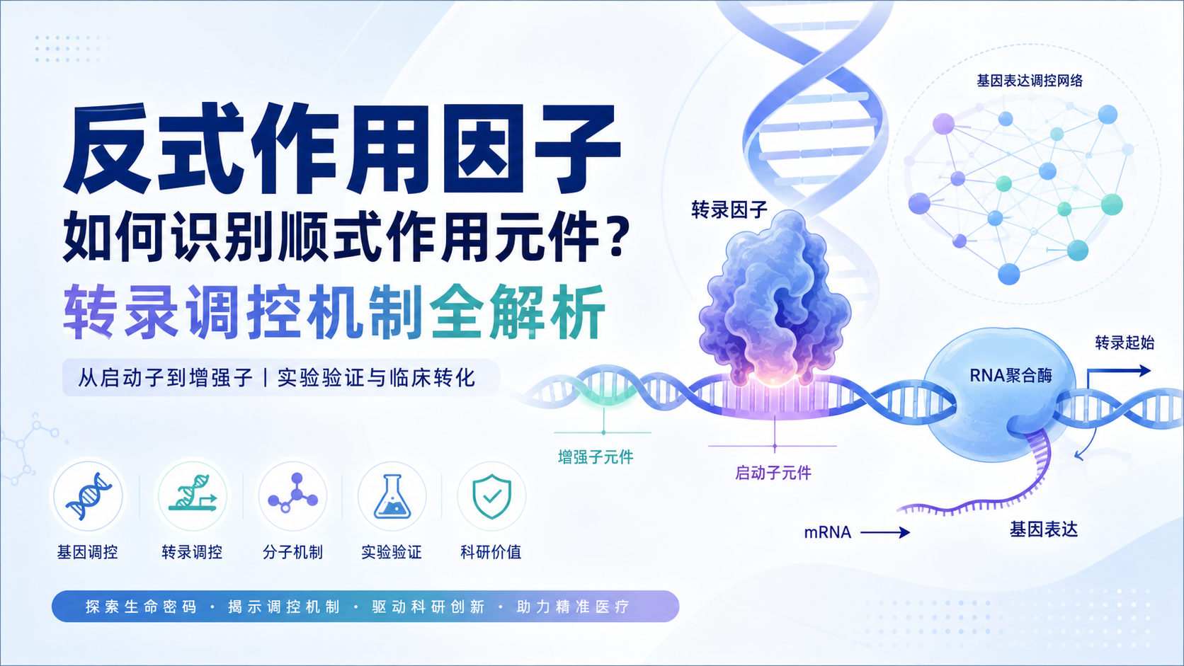 反式作用因子在基因调控中的核心机制解析
