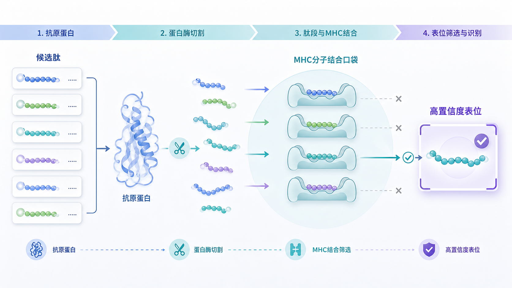 免疫原性肽段从抗原蛋白中被切割并与MHC结合，左侧是多条候选肽序列，右侧是筛选后高置信度表位示意图