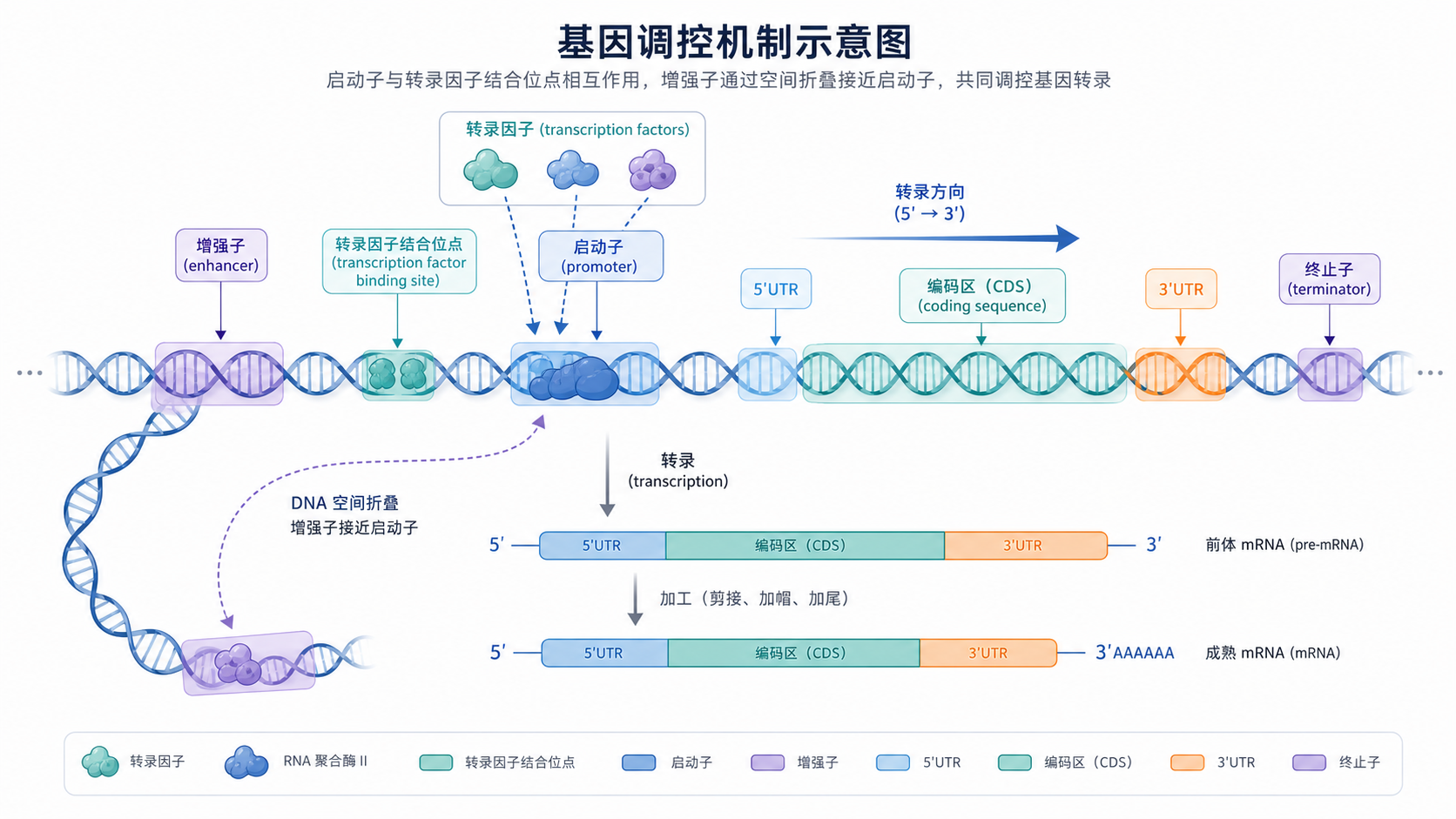 DNA双螺旋上标注启动子、增强子、UTR、终止子及转录因子结合位点的机制示意图